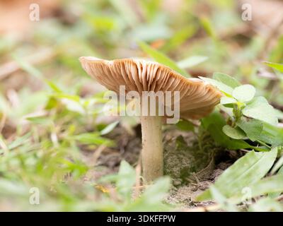 Nahaufnahme eines Amanita vaginatae-Pilzes mit umgedrehter Kappe, der in sandigem Boden zwischen grünen Pflanzen und Gras wächst. Fotografiert in Texas. Stockfoto