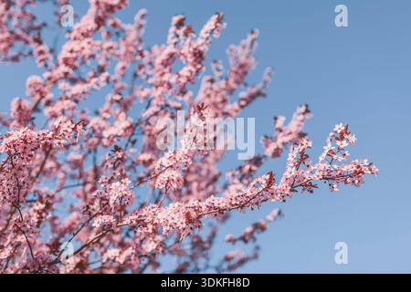 Rosa Mandelblüte in Wien in Spirngtime Stockfoto
