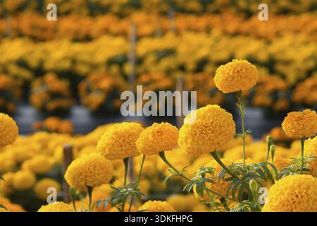 Orange Tagetes Blumenfelder, selektiven Fokus Stockfoto