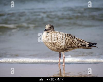 Große Black-backed Gull am Strand Sand gegen das Meer Stockfoto