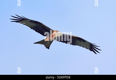 Red Kite (Milvus milvus) im Flug über die Cotswold Hills Country Side Stockfoto