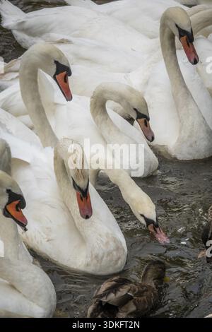 Gruppe von weißen Schwäne am Ufer Sees Stockfoto