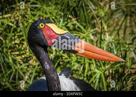 Saddlebill Storch fotografiert im zoo Stockfoto