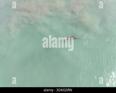 Krokodil in Gewässern nahe Isla Alcatraz, Paquera Stockfoto