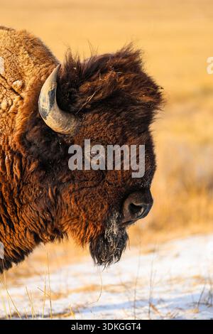 Amerikanisches Bison-Porträt im Winterschnee Stockfoto