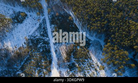 Die Luftaufnahme zeigt eine gerade Straße in einem polnischen Nadelwald, kreuzende Wege, reife Kiefern auf der rechten Seite, jüngere Neupflanzungen und klare Abschnitte auf der linken Seite Stockfoto
