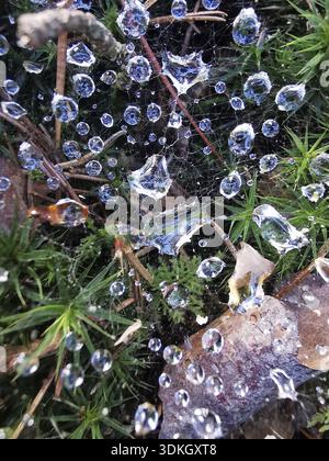 Tautropfen auf Spinnennetzen und Pflanzen in einer detaillierten und feuchten Umgebung Stockfoto