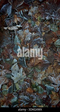 Frostbeschichtete Herbstblätter in verschiedenen Farben auf dem Boden, Naturpark Frankenwald Stockfoto