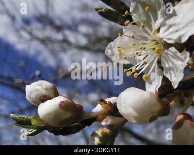Weiße Blütenknospen und vollblütige Blüten vor blauem Himmel, Nahaufnahme, Kirschblüte (prunus serrulata), Thüringer Wald, Deutschland Stockfoto