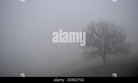 Ein einzelner Baum steht auf einem Hügel im Nebel, umgeben von ruhiger Stille, Oberfranken, Deutschland Stockfoto