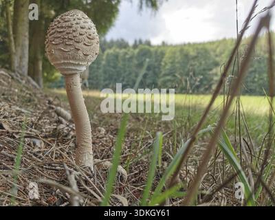 Ein einzelner großer Pilz steht am Waldrand auf dem Boden mit hohem Gras und Laub in einem grünen Wald, riesiger Regenschirmpilz (Makrol Stockfoto