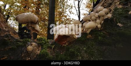 Mehrere Pilze wachsen auf einem moosbedeckten Baumstamm im Herbstwald, Austernpilze (pleurotus ostreatus), Fränkischer Wald Stockfoto