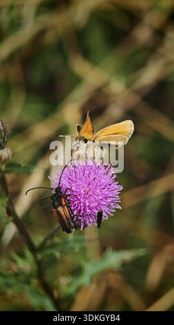 Ein orangefarbener Schmetterling, schwarzer brauner Schmetterling (Thymelicus lineola), der auf einer violetten Blume mit zwei Rothals-Motten (stictoleptura) sitzt Stockfoto