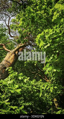 Schräge Bäume mit dickem Laub unter blauem Himmel, Frankenwald, Deutschland Stockfoto