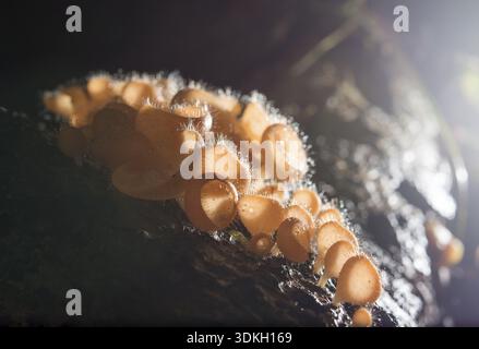 Pilze im Regenwald zwischen den gefallenen Blättern und Rinde Stockfoto