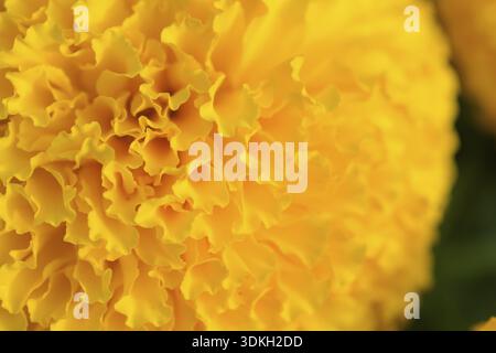 Orange Tagetes Blumenfelder, selektiven Fokus Stockfoto