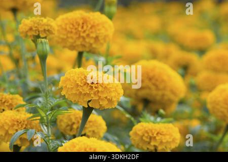 Orange Tagetes Blumenfelder, selektiven Fokus Stockfoto