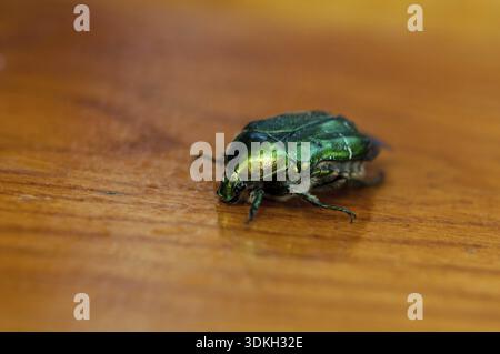 Nahaufnahme eines europäischen Rose rose Käfer Käfer (grün) auf einem Holztisch Stockfoto