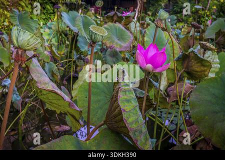 Rosa blühende Seerose in einem tropischen Teich. Die grünen Blätter und seedcases sind um sie herum. Ubud, Bali, 14. April 2018 Stockfoto