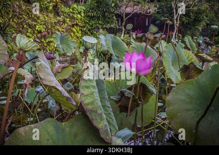 Rosa blühende Seerose in einem tropischen Teich. Die grünen Blätter sind um sie herum. Ubud, Bali, 14. April 2018 Stockfoto