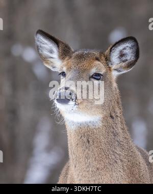 Jungschwanzhirsche (Odocoileus virginianus) Porträt im Winter Stockfoto