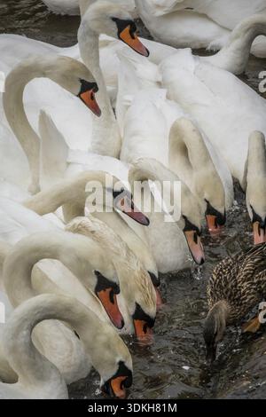 Gruppe von weißen Schwäne am Ufer Sees Stockfoto