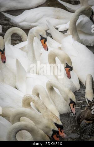 Gruppe von weißen Schwäne am Ufer Sees Stockfoto