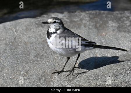 Ein weißer Bachstelz (japanischer Bachstelz). Der weiße Bachstelz ist ein kleiner, schlanker Vogel, der für seine einzigartige Schwanzwackelgewohnheit bekannt ist. Häufig in der Nähe von Wasser zu finden, Stockfoto