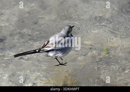 Ein weißer Bachstelz (japanischer Bachstelz). Der weiße Bachstelz ist ein kleiner, schlanker Vogel, der für seine einzigartige Schwanzwackelgewohnheit bekannt ist. Häufig in der Nähe von Wasser zu finden, Stockfoto