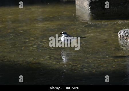 Ein weißer Bachstelz (japanischer Bachstelz). Der weiße Bachstelz ist ein kleiner, schlanker Vogel, der für seine einzigartige Schwanzwackelgewohnheit bekannt ist. Häufig in der Nähe von Wasser zu finden, Stockfoto