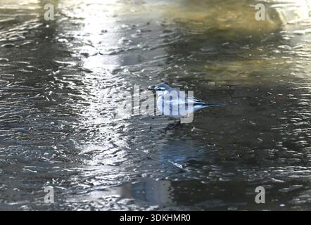 Ein weißer Bachstelz (japanischer Bachstelz). Der weiße Bachstelz ist ein kleiner, schlanker Vogel, der für seine einzigartige Schwanzwackelgewohnheit bekannt ist. Häufig in der Nähe von Wasser zu finden, Stockfoto
