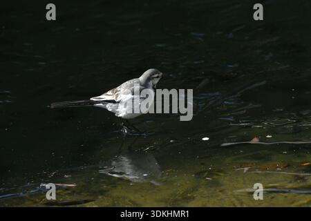 Ein weißer Bachstelz (japanischer Bachstelz). Der weiße Bachstelz ist ein kleiner, schlanker Vogel, der für seine einzigartige Schwanzwackelgewohnheit bekannt ist. Häufig in der Nähe von Wasser zu finden, Stockfoto