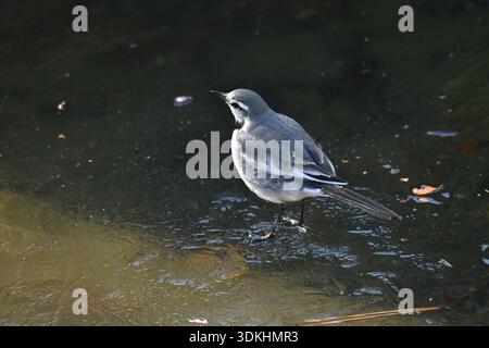 Ein weißer Bachstelz (japanischer Bachstelz). Der weiße Bachstelz ist ein kleiner, schlanker Vogel, der für seine einzigartige Schwanzwackelgewohnheit bekannt ist. Häufig in der Nähe von Wasser zu finden, Stockfoto