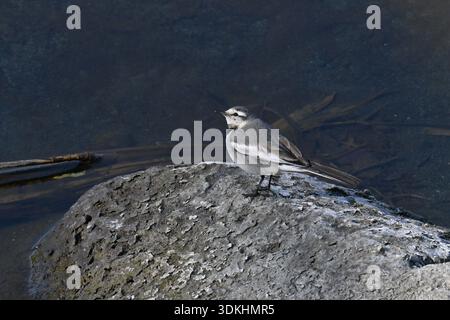 Ein weißer Bachstelz (japanischer Bachstelz). Der weiße Bachstelz ist ein kleiner, schlanker Vogel, der für seine einzigartige Schwanzwackelgewohnheit bekannt ist. Häufig in der Nähe von Wasser zu finden, Stockfoto
