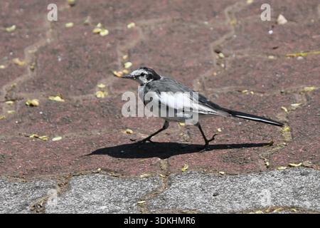 Ein weißer Bachstelz (japanischer Bachstelz). Der weiße Bachstelz ist ein kleiner, schlanker Vogel, der für seine einzigartige Schwanzwackelgewohnheit bekannt ist. Häufig in der Nähe von Wasser zu finden, Stockfoto