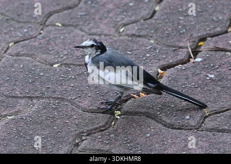 Ein weißer Bachstelz (japanischer Bachstelz). Der weiße Bachstelz ist ein kleiner, schlanker Vogel, der für seine einzigartige Schwanzwackelgewohnheit bekannt ist. Häufig in der Nähe von Wasser zu finden, Stockfoto