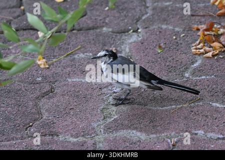 Ein weißer Bachstelz (japanischer Bachstelz). Der weiße Bachstelz ist ein kleiner, schlanker Vogel, der für seine einzigartige Schwanzwackelgewohnheit bekannt ist. Häufig in der Nähe von Wasser zu finden, Stockfoto