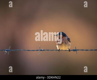 Willkommen Schwalbe (Hirundo neoxena) auf Stacheldraht im warmen goldenen Abendlicht mit weichem Bokeh-Hintergrund, Naturbild der Tierwelt, Australien. Stockfoto