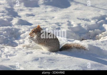 Arlington, Massachusetts, USA. Januar 31, 2026. Im Bostoner Vorort Arlington, Massachusetts, sucht ein Eichhörnchen im Schnee nach Sonnenblumensamen, nachdem es einen Rekordschnee gegeben hat. Der Sturm beendete eine vierjährige Schneedädie mit 1.429 Tagen, ohne dass ein Sturm eine Anhäufung von mehr als sechs Zentimetern verursachte. (Kreditbild: © Dave Shrewsbury/ZUMA Press Wire) NUR REDAKTIONELLE VERWENDUNG! Nicht für kommerzielle ZWECKE! Stockfoto