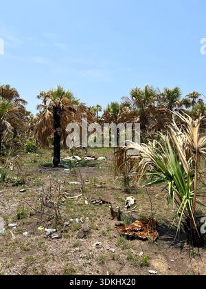 Müll- und Entsorgungsreifen in trockener Vegetation mit Windturbinen im Hintergrund, Kontrast von Verschmutzung und erneuerbarer Energie Landschaft, Mexiko Stockfoto