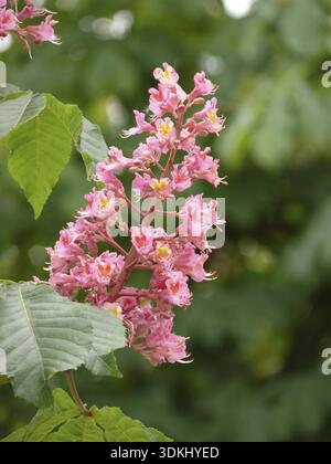Rotkastanie, Rosskastanie, Aesculus hippocastanum, Aesculus, Hippocastanum, pavia, Hybrid, Schöpfung, Baum, Blüte, Blume, Blütenstände Stockfoto