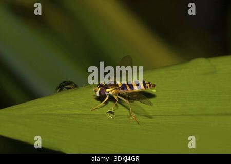 hoverfly Sphaerophoria scripta, Filderstadt, Deutschland Stockfoto