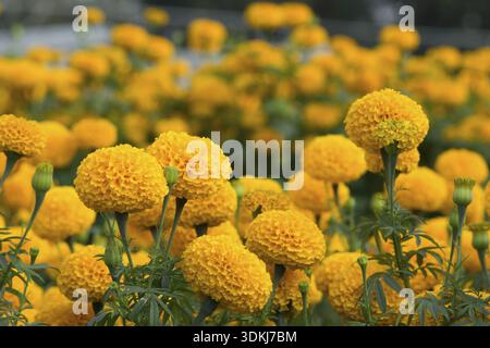 Orange Tagetes Blumenfelder, selektiven Fokus Stockfoto