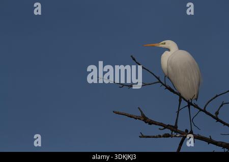 Ein großer Reiher (Ardea alba) thront in einem Baum im Apark in Kanagawa, Japan. Stockfoto