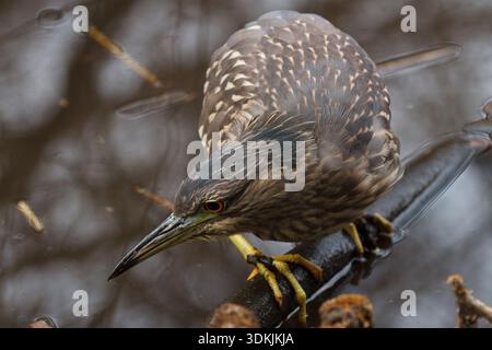 Ein junger Schwarzkronen-Nachtreiher (Nycticorax nycticorax) jagt in einem Park in Kanagawa, Japan. Stockfoto