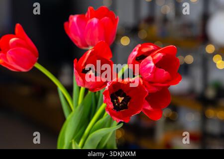 Leuchtend rote Tulpen in Nahaufnahme mit bunten Bokeh von Weihnachtsbaumlichtern in weichem, unscharfem Hintergrund. Stockfoto