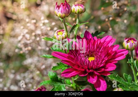 Eine Nahaufnahme zeigt ein leuchtendes rosafarbenes Chrysanthema in voller Blüte, mit mehreren Knospen und grünen Blättern vor einem verschwommenen Hintergrund. Stockfoto