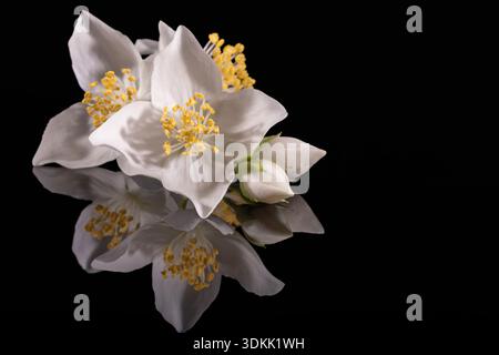 Jasmin weiße Frühlingsblume isoliert auf schwarzem Hintergrund, Spiegelreflexion Stockfoto