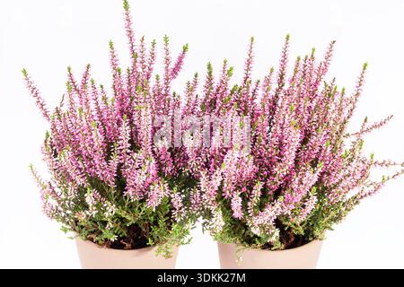 Blühende Heidekraut Pflanze in Töpfen isoliert auf weißem Hintergrund, minimaler Studioaufnahme mit lila Blumen, natürliche Herbstdekoration Stockfoto