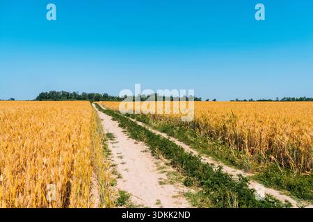 Ländliche Feldstraße, die im Sommer durch Weizenfelder führt Stockfoto